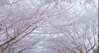 《海街日记》 樱花隧道