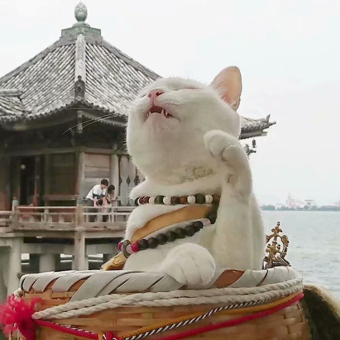 猫动物