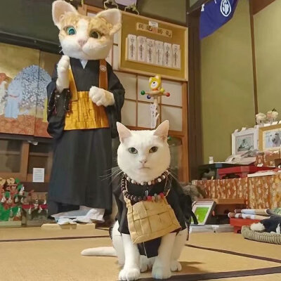 猫动物