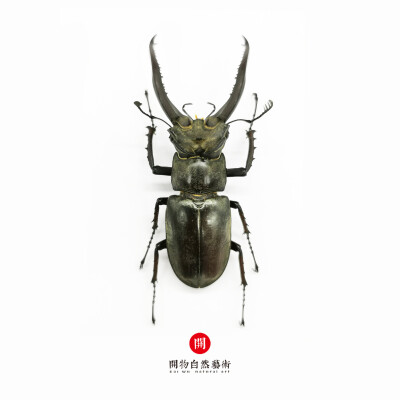 斑股锹甲 Lucanus maculifemoratus Motschulsky,1861
昆虫纲 Insecta
鞘翅目Coleoptera
锹甲科 Lucanidae ???