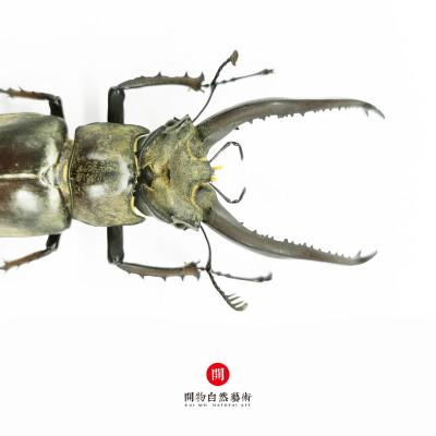 斑股锹甲 Lucanus maculifemoratus Motschulsky,1861
昆虫纲 Insecta
鞘翅目Coleoptera
锹甲科 Lucanidae ???