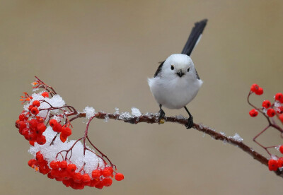 长尾雀 Uragus sibiricus