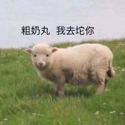 粗奶丸