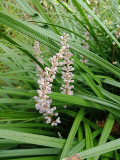 小花小草们