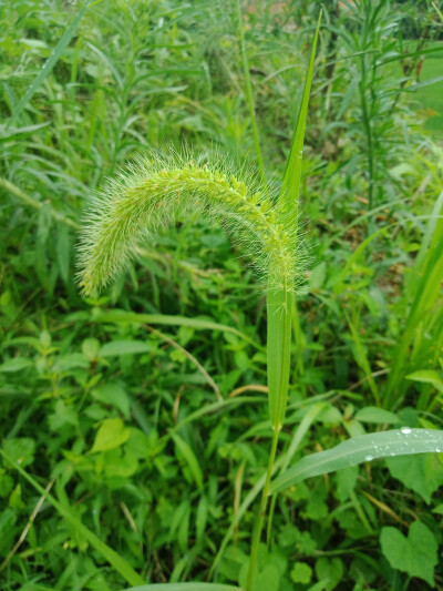 小花小草们