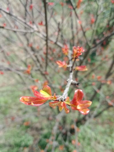 小花小草们