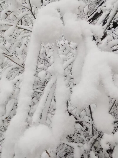 冬季就要去雪！
森林如大海般连绵起伏，辽阔的原野尽是白雪皑皑，冬天到漠河来一定要徒步，在海林雪原里感受下这里的天空蔚蓝，这里的空气清甜，脚下“咯吱”的声音仿佛来自天籁的音乐，感受一下寒冷，走一个过程会…