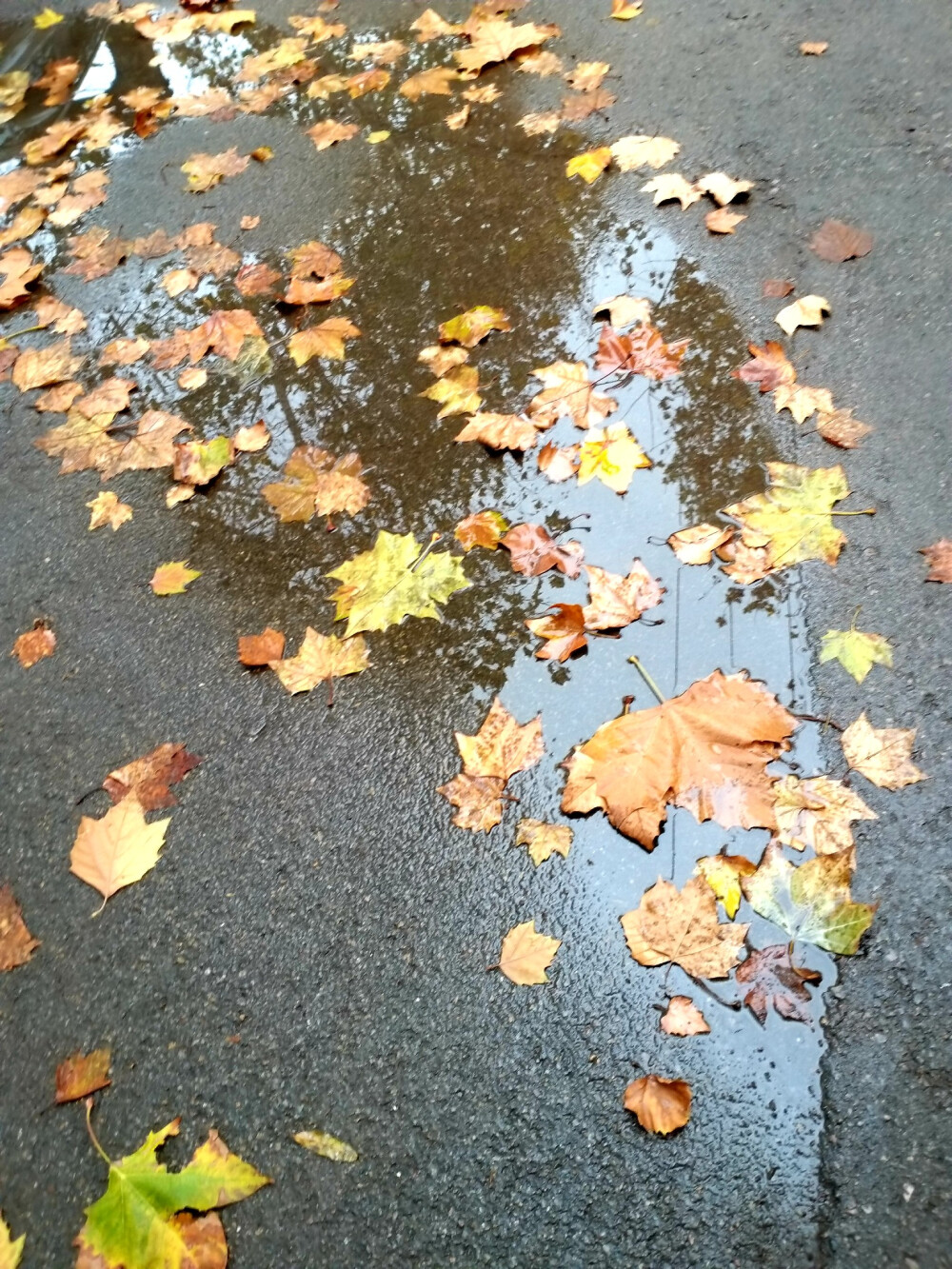 想你，在雨天☔