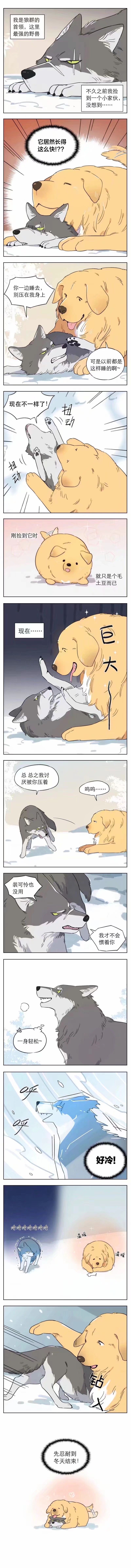 狼王与小奶狗
cr：麻尾