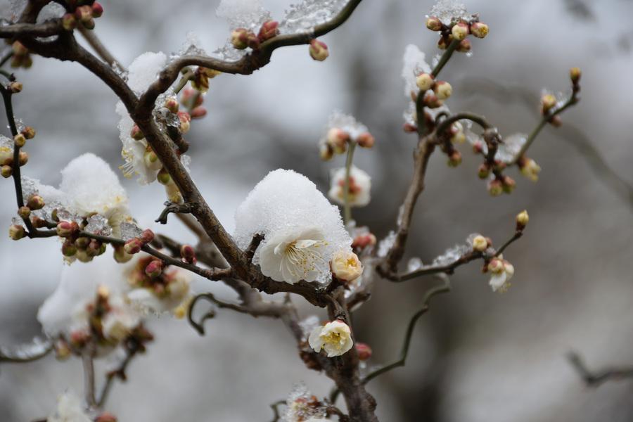 雪梅