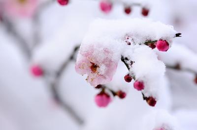 雪梅