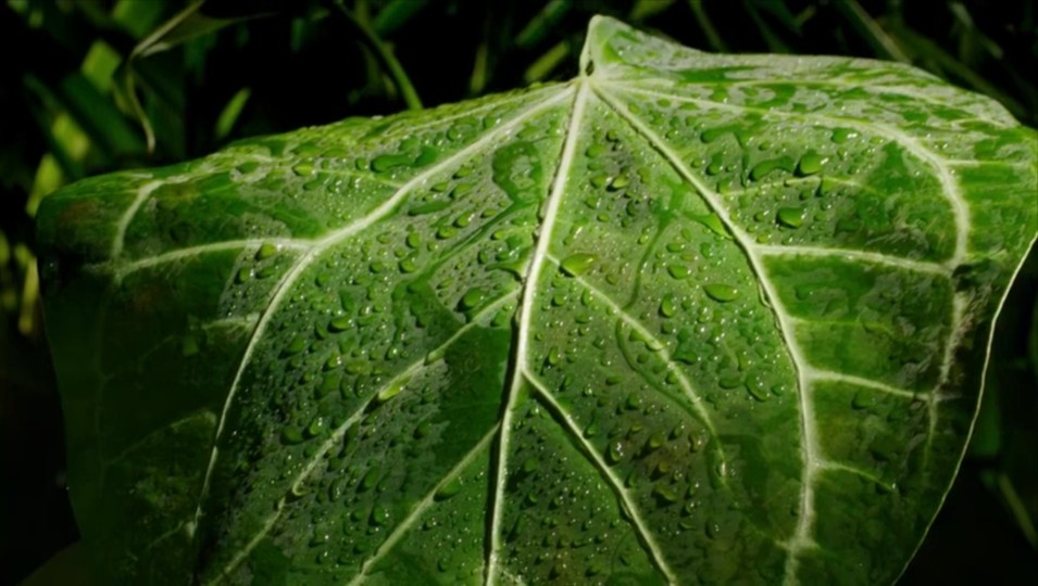 植物王国