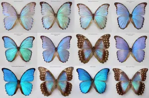 蓝闪蝶- 高清图片，堆糖，美图壁纸兴趣社区