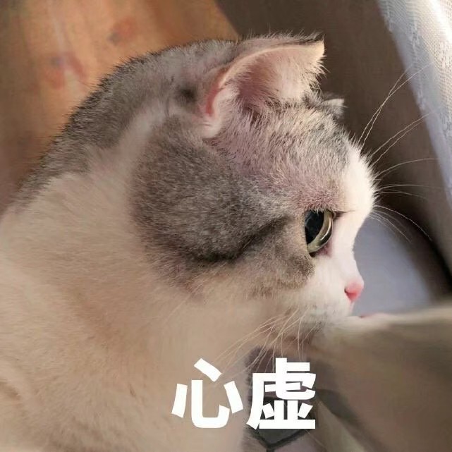 猫咪表情包 萌宠动物 可爱