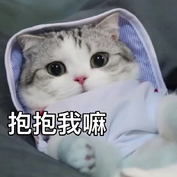 猫咪表情包可爱