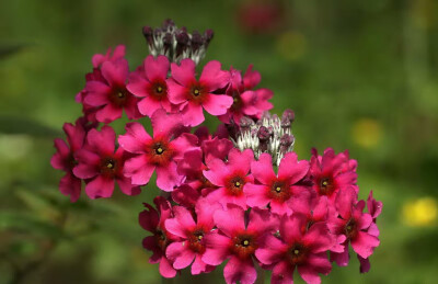 粉背燈臺(tái)報(bào)春 Primula pulverulenta