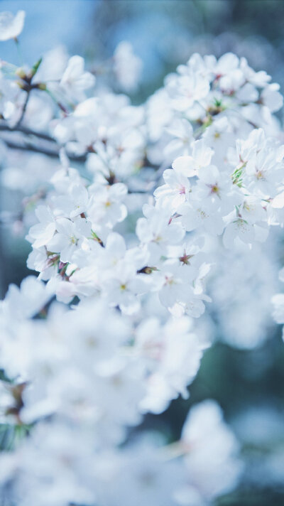 “那些春日里开的花，也许是冬日里未来得及落下的雪。” ​
摄影@渲染一个嘉