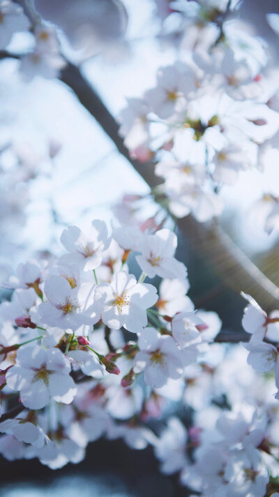 “那些春日里开的花，也许是冬日里未来得及落下的雪。” ​
摄影@渲染一个嘉