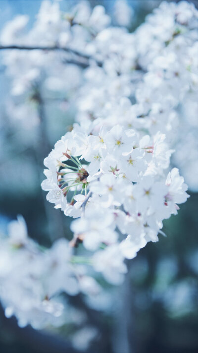 “那些春日里开的花，也许是冬日里未来得及落下的雪。” ​
摄影@渲染一个嘉