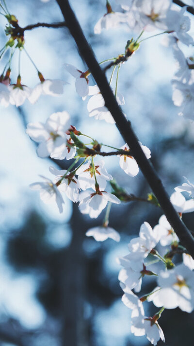 “那些春日里开的花，也许是冬日里未来得及落下的雪。” ​
摄影@渲染一个嘉