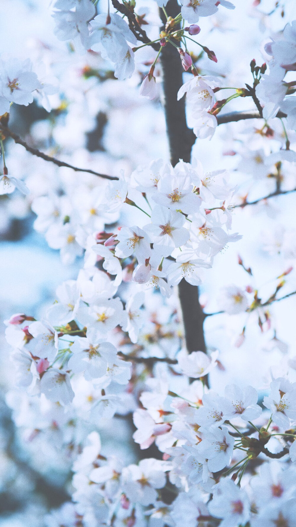 “那些春日里开的花，也许是冬日里未来得及落下的雪。” ​
摄影@渲染一个嘉