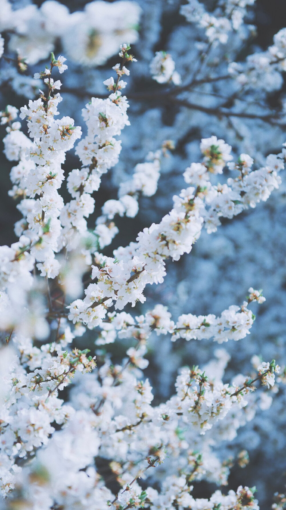 “那些春日里开的花，也许是冬日里未来得及落下的雪。” ​
摄影@渲染一个嘉