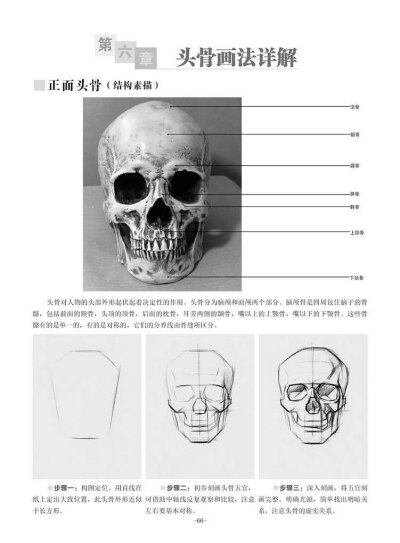 素描头骨结构图