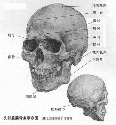 素描头骨结构图