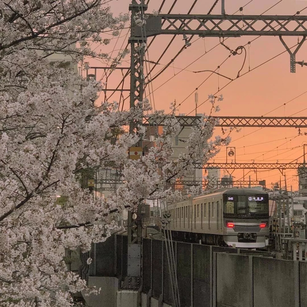 -Sakura-
?微博 逆翾