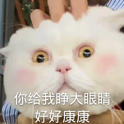 猫！！！球球！！！来源于微博：文轩是个铲屎官