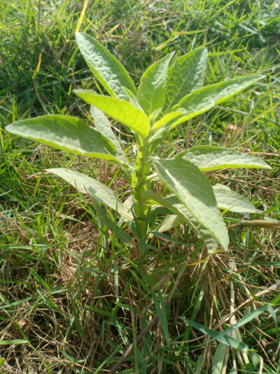 翼茎阔苞菊