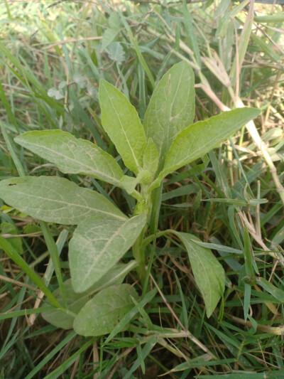 翼茎阔苞菊