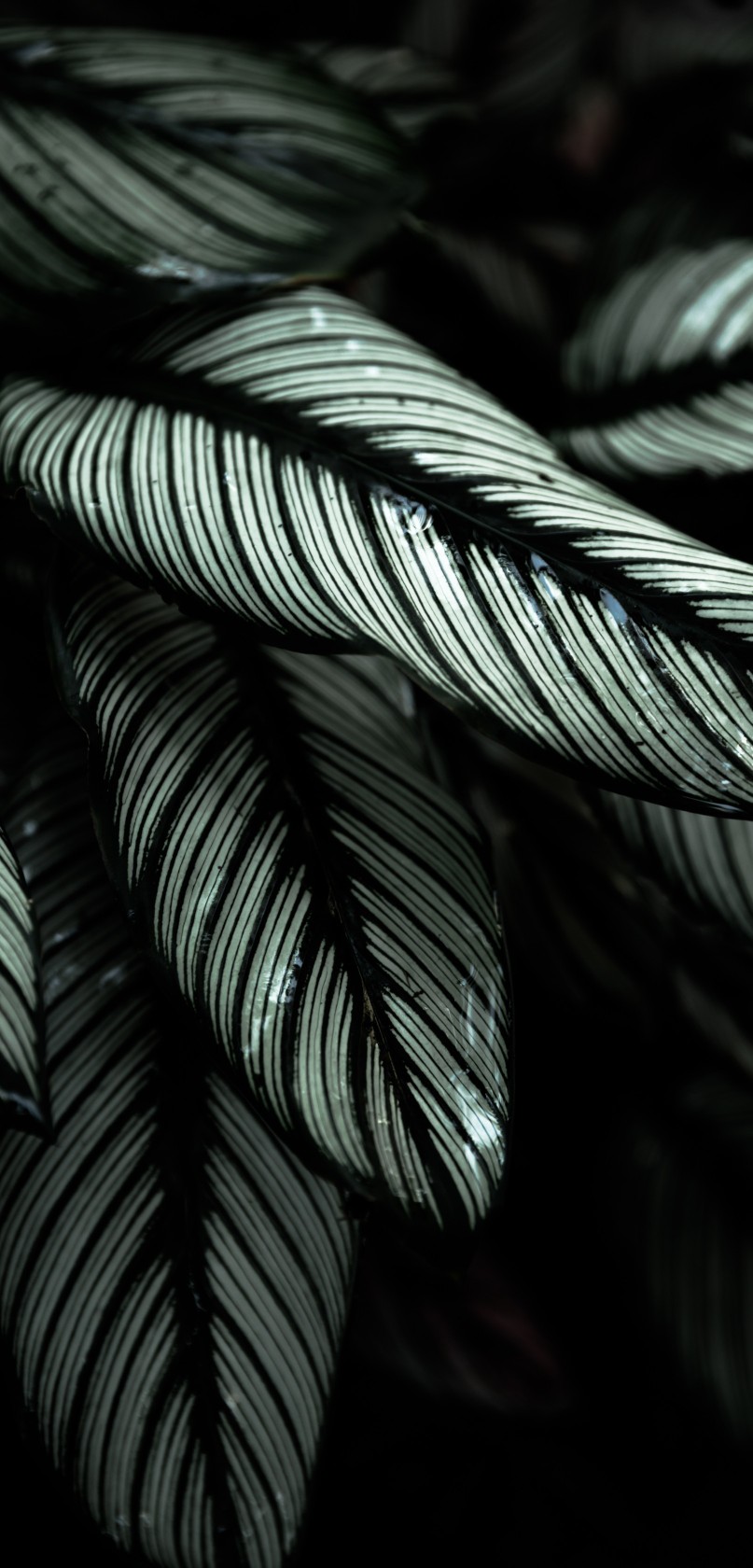 绿色 护眼 壁纸