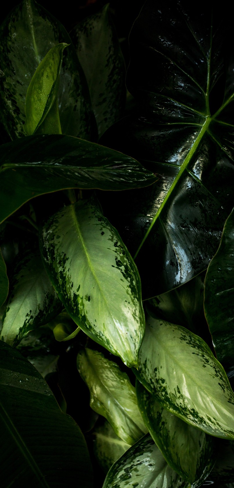 绿色 护眼 壁纸