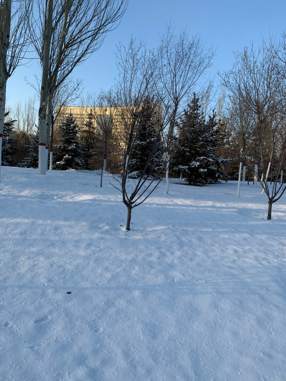 雪景