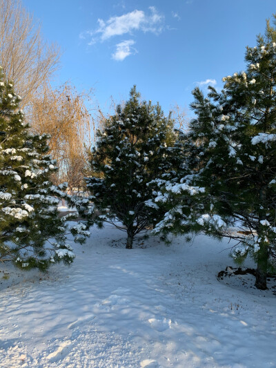 雪景