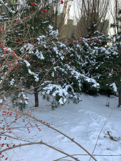 雪景