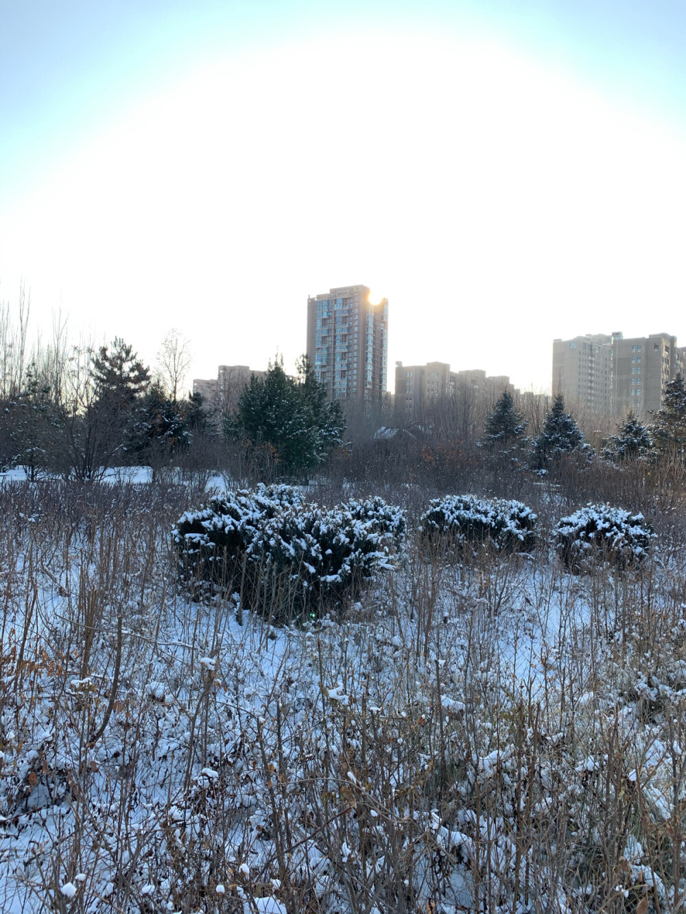 雪景