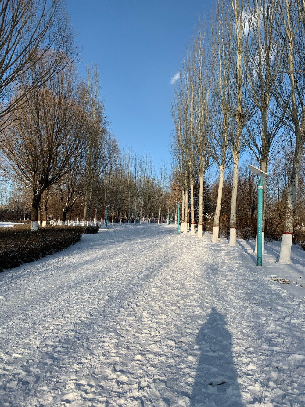 雪景