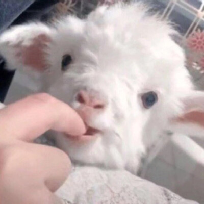 兔兔被吃了啊啊啊啊