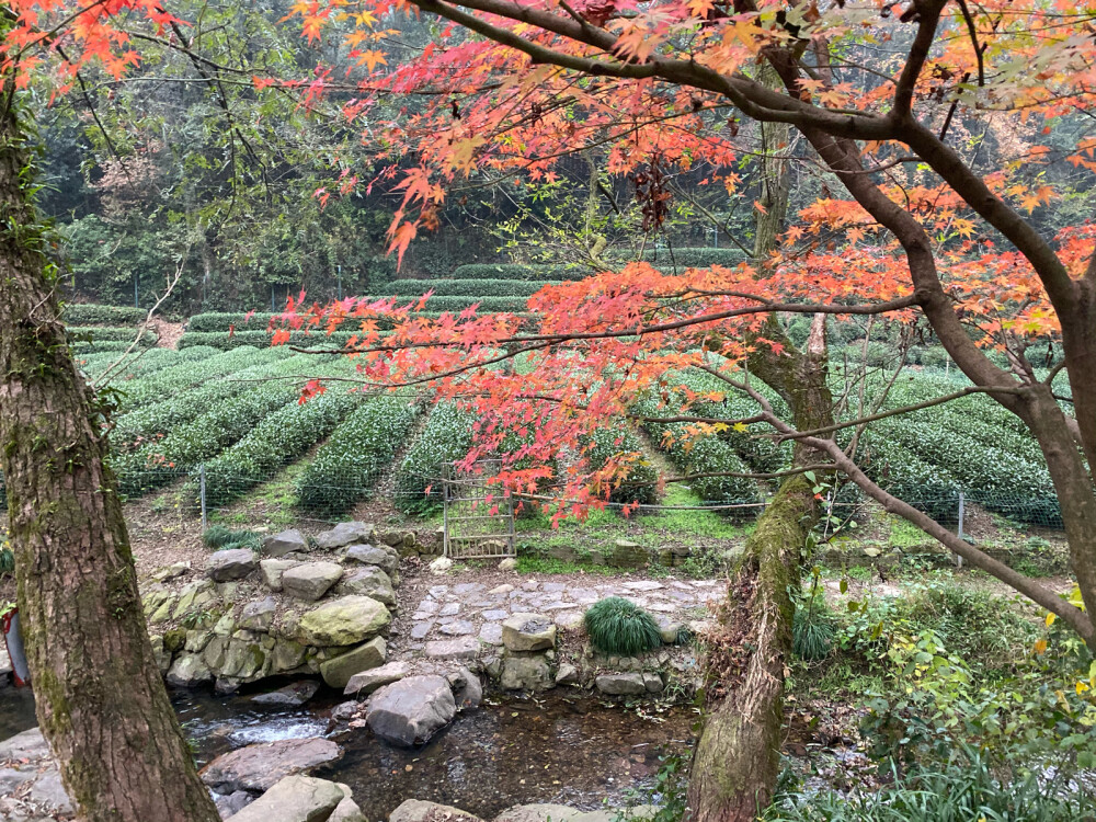 杭州九溪煙樹：不去日本看紅葉的完美替代方案