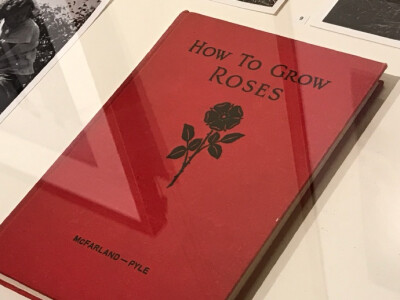 How to grow roses？ ​​​​