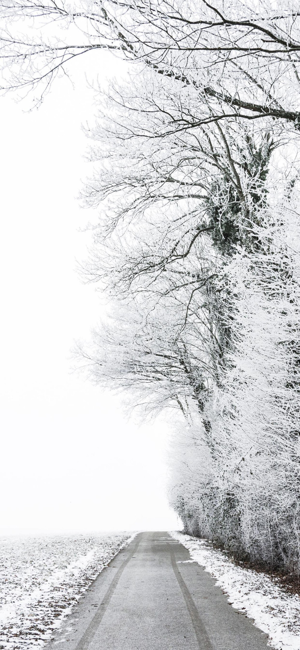 你的风景 雪