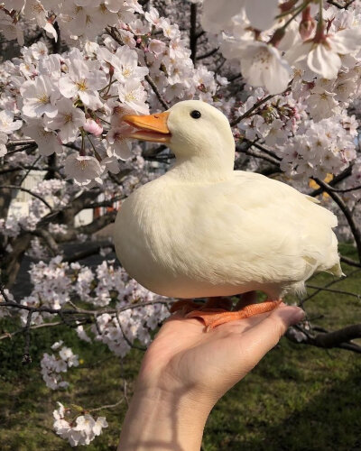 鸭鸭的备用