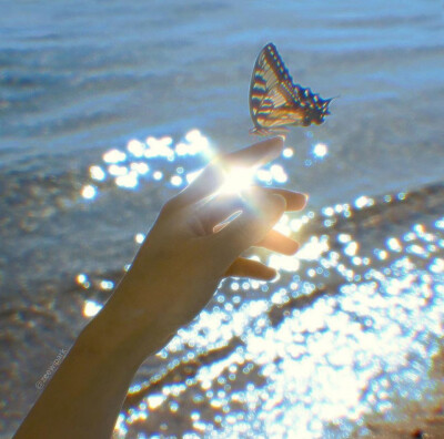 butterfly 