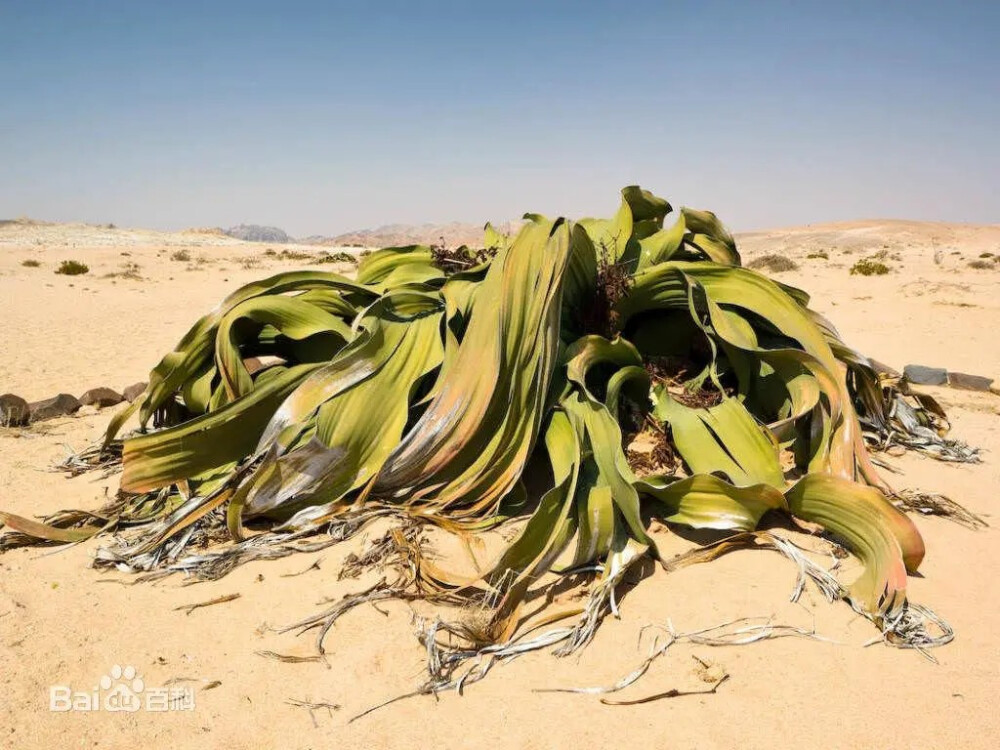 百歲蘭植物沙漠