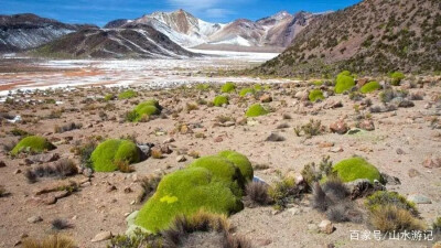 雅雷塔（Yareta）或美洲驼（llareta）从远处看像苔藓覆盖的巨石，实际上一种开花灌木
秘鲁、玻利维亚、智利北部和阿根廷西部安第斯山脉的高海拔 最大存活3000岁