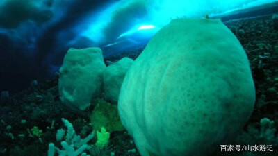 南极洲的火山海绵 大约15000岁 海绵 海洋生物 海洋 水生动物
它们在麦克默多海峡周围寒冷的海水中随波逐流，它们的估计年龄是基于海绵的大小，海绵每年只会长一点点。
它们在50到500英尺的海底深处繁衍生息，只…