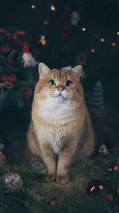 橘猫 猫咪 宠物 宠物猫 喵星人 可爱 猫