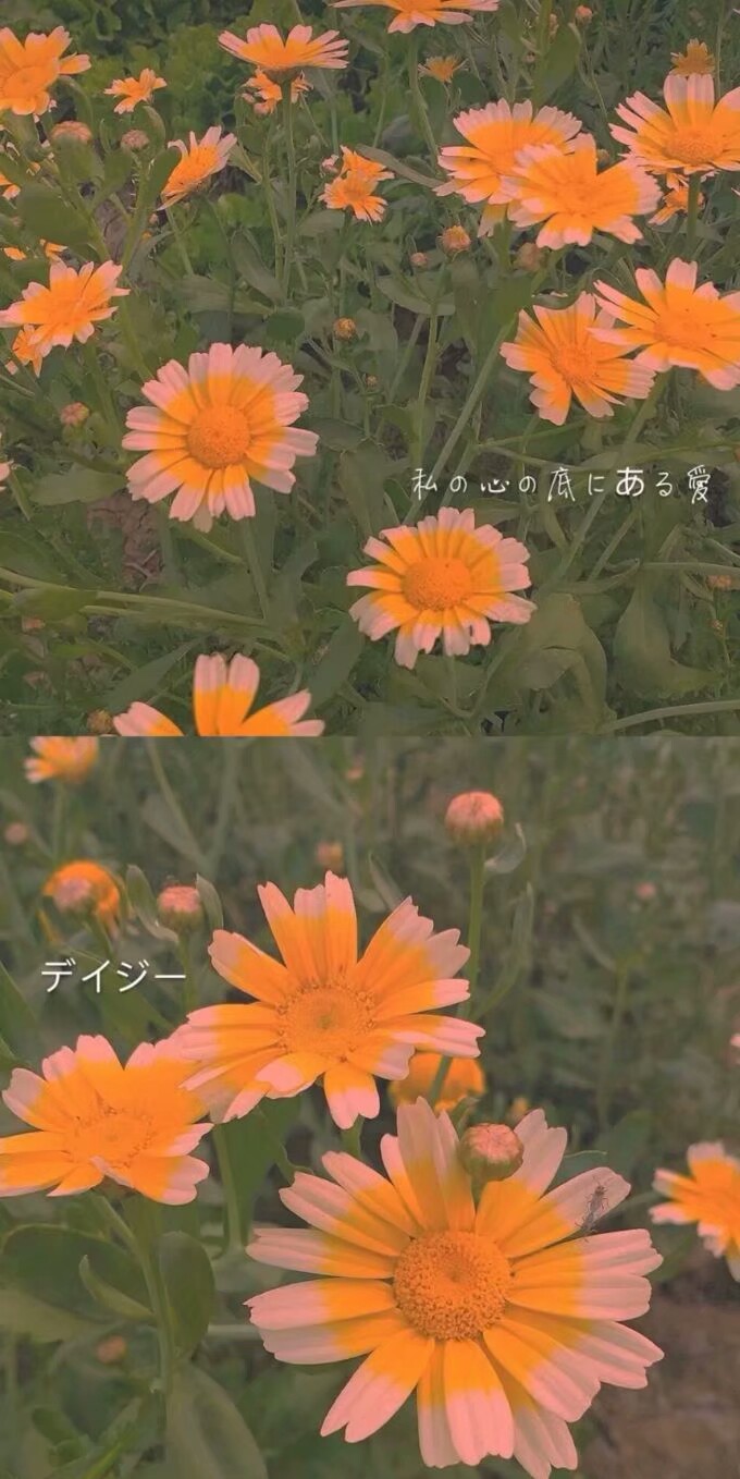 雏菊